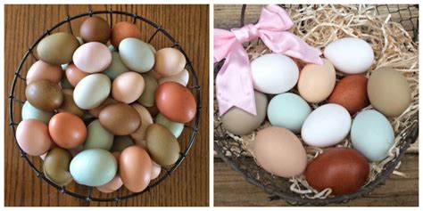 chickens lay  colored eggs