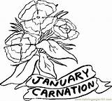 Coloring Carnation Pages Flower January Getcolorings Printable sketch template