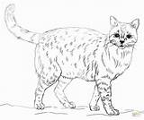 Realistic Coloring Animal Pages Printable Print Animals Cats Getcolorings Cat Kittens Colouring Color Getdrawings sketch template