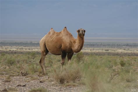 Wild Camel Camelus Ferus