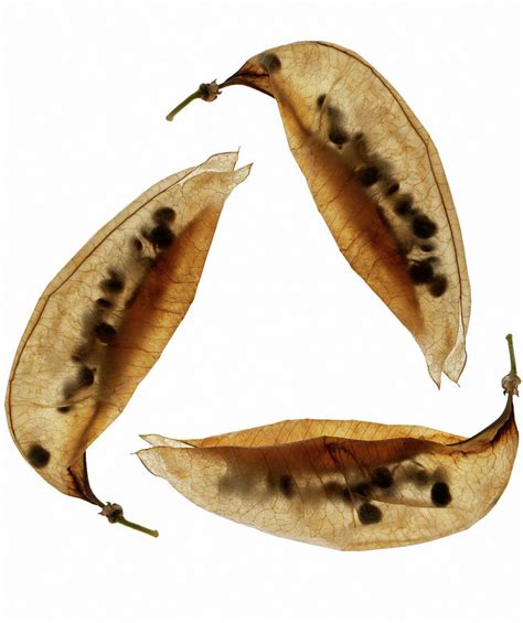 Bladder Senna Seed Pods Photograph By Gustoimages Science Photo Library