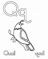 Quail Coloring Pages Drawing Letter Kids Preschool Comments Getdrawings Template sketch template