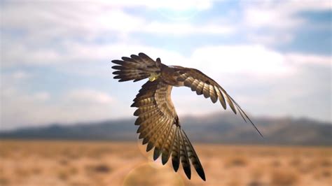 falcon video youtube