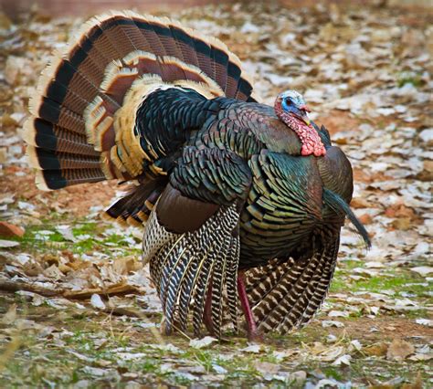 Wild Thanksgiving Turkey I Photographed This Wild