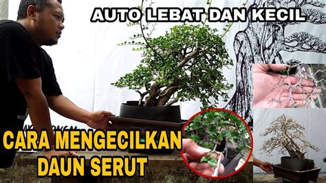 cepat mengecilkan daun bonsai serut youtube