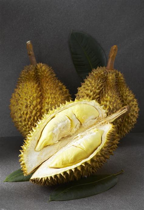 durian von thailand frucht essfertig vom baum im gelben gold des
