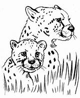 Cheetah Coloring Pages Baby Grass Clipart Drawing Running Cub Hide Color Mom Printable Under Easy Print Kids Animal Getdrawings Sheets sketch template