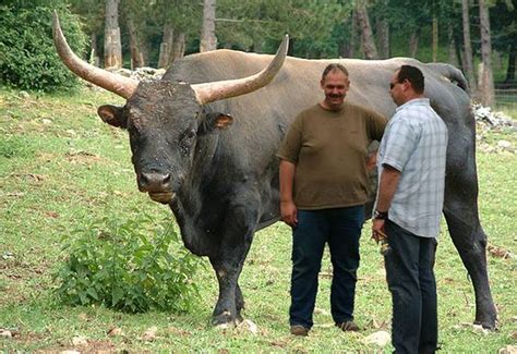 wild bull  auroch  wild cattle  lived  europe