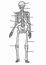 Skelet Menselijk Pintar Lichaam Botten Esqueleto Esqueletos Skeletal Worksheets Worksheet Anatomie Menselijke Bulkcolor Bezoeken Leren Bone sketch template