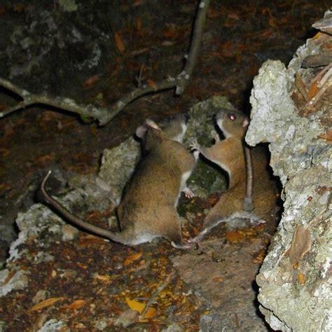 dusky footed woodrat dispute