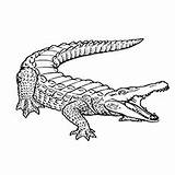 Alligator Crocodile Shout Momjunction Designlooter sketch template