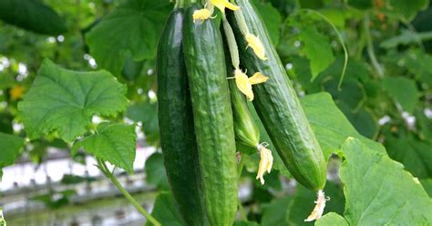 plant  grow cucumbers gardeners path