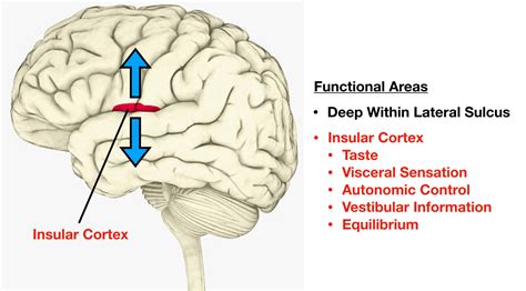 cerebral cortex insula  reil cerebral cortex nervou vrogueco