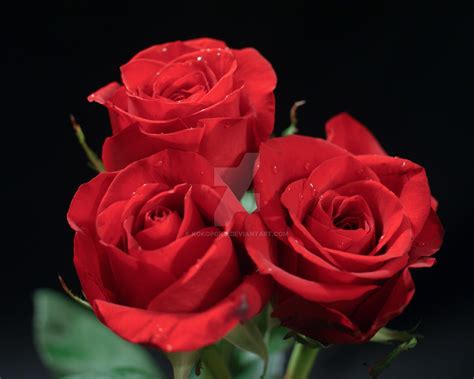 Three Red Roses By Kokopoko On Deviantart