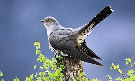 cuckoo  song bird