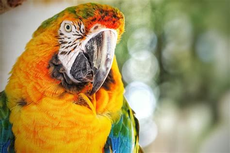parrot brings  girlfriend   meet woman  visits  day shareably