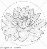 Lotus sketch template