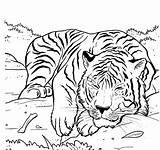 Coloring Tiger Pages Tigers Siberian Printable Sleeping Kids Lions Animal Animals Color Getcolorings Print Luxury sketch template