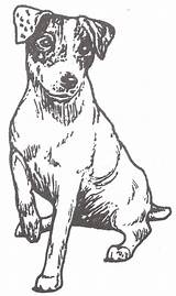 Jack Russell Terrier Usd Price Dogstampsplus sketch template