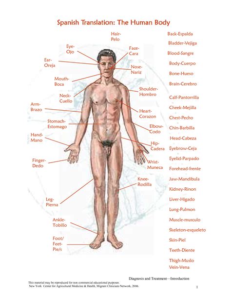 Women sextual part of body
