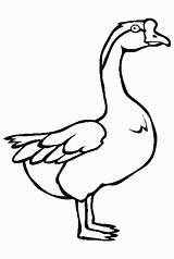 Goose Coloring Pages Animal Color Kids Animals Swan Endangered Printable Online Print Sheets Results sketch template