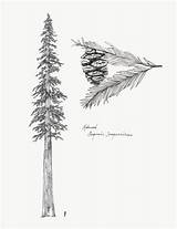 Redwood Sequoia Coloring Carving Tat Pinecone sketch template