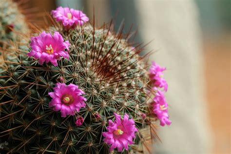 mein kaktus foto bild natur pflanzen blueten bilder auf fotocommunity
