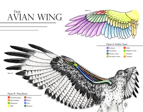 avian wing anatomy  atethirteen  deviantart