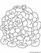 Nasturtium Bunch Flower Coloring sketch template