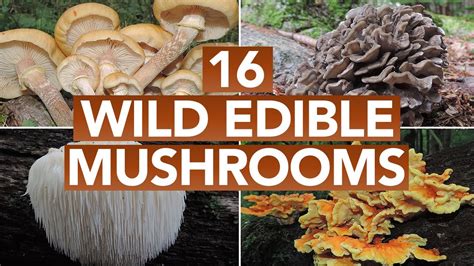types  wild mushrooms mushroom shop mushroom learning center