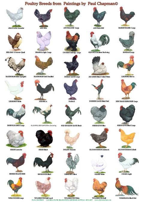posters breeds  poultry   posters etsy tavuk irklari bueyueyen tavuklar