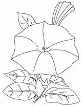 Bindweed Colouring sketch template