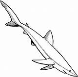 Shark Coloring Clipart Pages Clipartbest sketch template