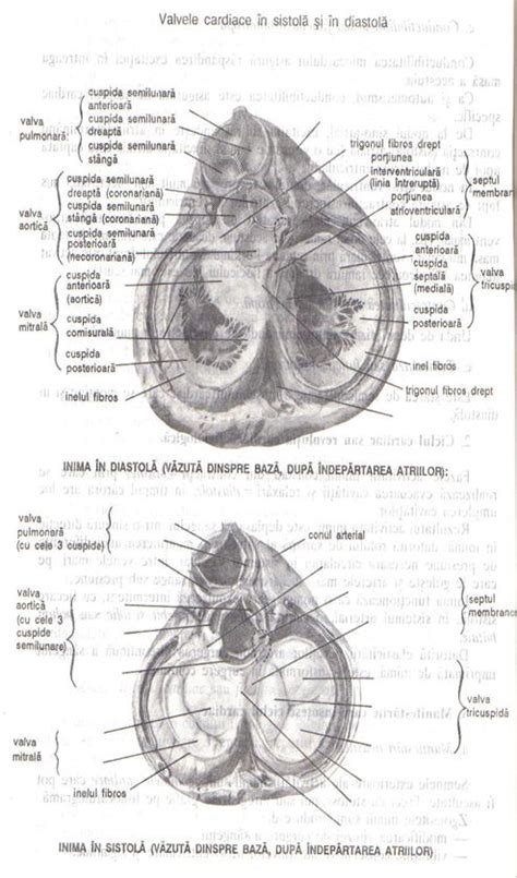 anatomia si fiziologia inimii
