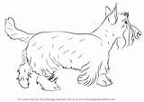 Draw Dog Scottie Drawing Dogs Step Drawings Learn Paintingvalley Tutorials sketch template