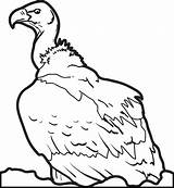 Vulture Coloring Pages Buzzard Printable Turkey Getcolorings Click Print Getdrawings sketch template