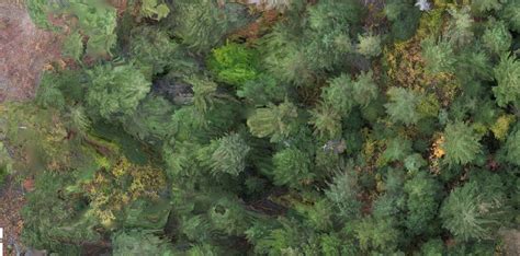 improve rendering  pine forest  orthomap odm opendronemap community