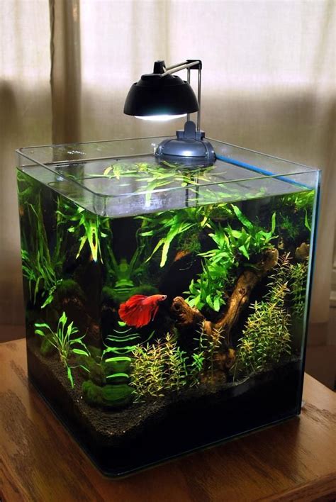 gallon betta fish aquarium betta fish tank betta aquarium