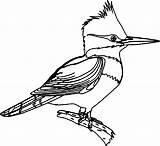 Kingfisher Bird Coloring Pages Printable Birds Drawing Clipartmag sketch template