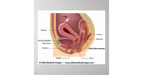 female reproductive system labeled diagram poster
