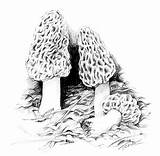 Morels Morel Mushrooms Graphics Cookbook Mykoweb sketch template