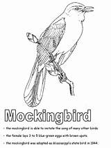 Coloring Mockingbird State Pages Tennessee Texas Bird Symbols Geography Florida Mississippi Ws Kidzone Color Printable States Arkansas Studies Social Worksheets sketch template