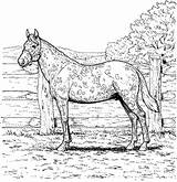 Horse Coloring Pages Realistic Printable Adults Kids Print Adult Horses Color Appaloosa Fun Colouring Sheets Animals Wild Animal Running Books sketch template