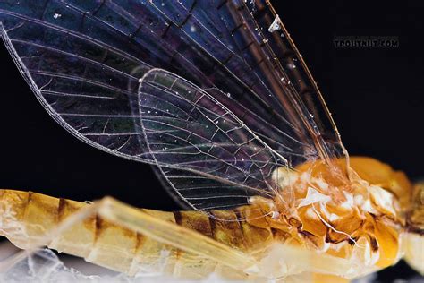 female leucrocuta hebe little yellow quill mayfly