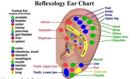 Ear Reflexology Pressure Points Useful Information