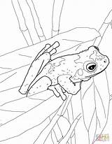 Frog Coloring Tree Eyed Pages Red Green Dart Poison Frogs Drawing Printable Coqui Eye Color Print Getdrawings Getcolorings Dot Under sketch template