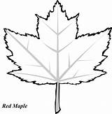 Leaves Trace Coloring Leaf Maple Color Pattern Pages Oak Clipart Drawing Fall Red Printout Use These Clipartpanda Clip Colouring Clipartbest sketch template