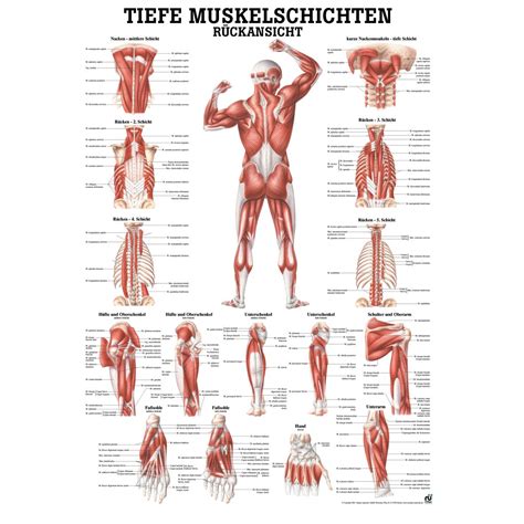 anatomische lehrtafel tiefe muskelschichten rueck    wissenladende anatomie muskeln