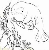 Manatee Coloring Pages Crsytal River sketch template