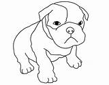 Bulldog Chiot Jecolorie Bull Getcolorings Bulldogs sketch template